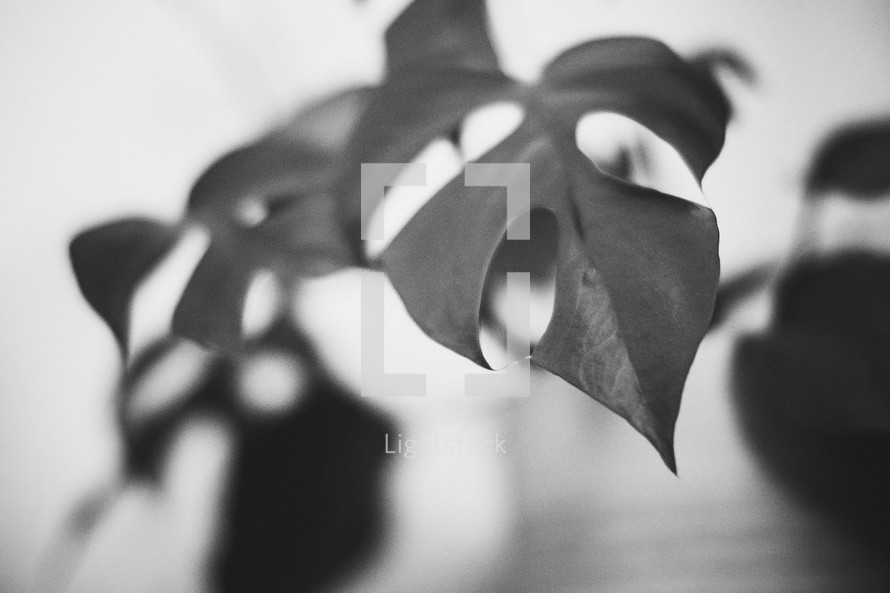 black and white leaf 