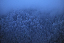 snow covered forest 
