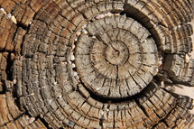 Wood rings across the grain of a tree