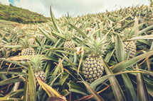 pineapple farm 