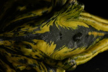 gourd closeup 