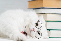 Portrait of furry cat in transparent round glasses. Domestic scientist kitty