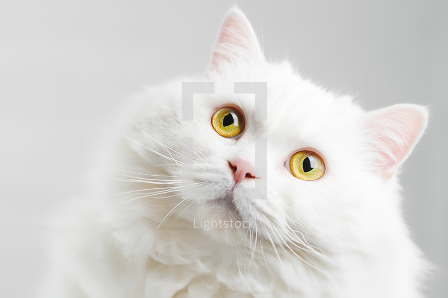 Fluffy domestic white highland straight scottish cat isolated on white