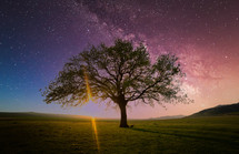 lone tree in a field under a night sky 