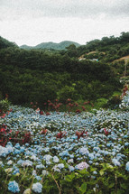 field of flowers 
