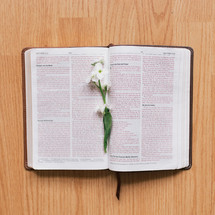 flowers on the pages of a Bible 