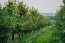 Amazing green apple trees garden. Ripe red fruits, organic food, agricultural concept. High quality photo