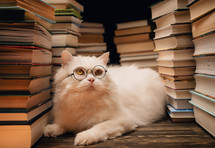 Portrait of fluffy cat in round glasses between books stacks in library. Domestic scientist kitty. Student pets, whisker in school. Smart animal. Education, science, knowledge concept.