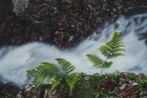 green ferns near river rapids 