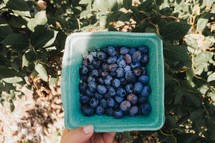 bucket of blueberries 