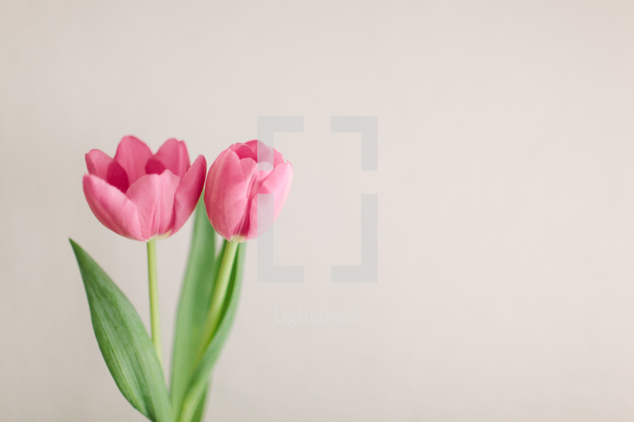 Two pink tulips on a white background.