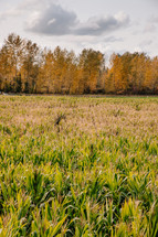 corn field and autumn trees 