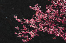 pink spring blossoms on branches 