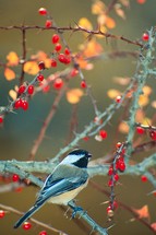 Chickadee and red berries on a thorny bush