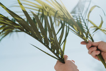 hands holding up palm fronds 