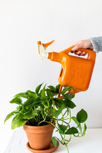 watering can and house plant 