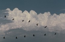 geese flying in a V formation 
