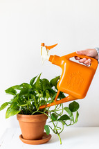 watering can and houseplant 