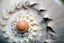 seashells 