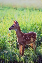 Whitetail Deer Faun