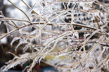 Ice on tree branches