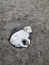dog sleeping in a hole 