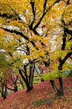 autumn trees 
