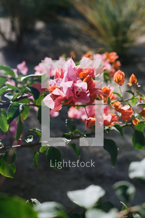 pink and orange desert bougainvillea flower