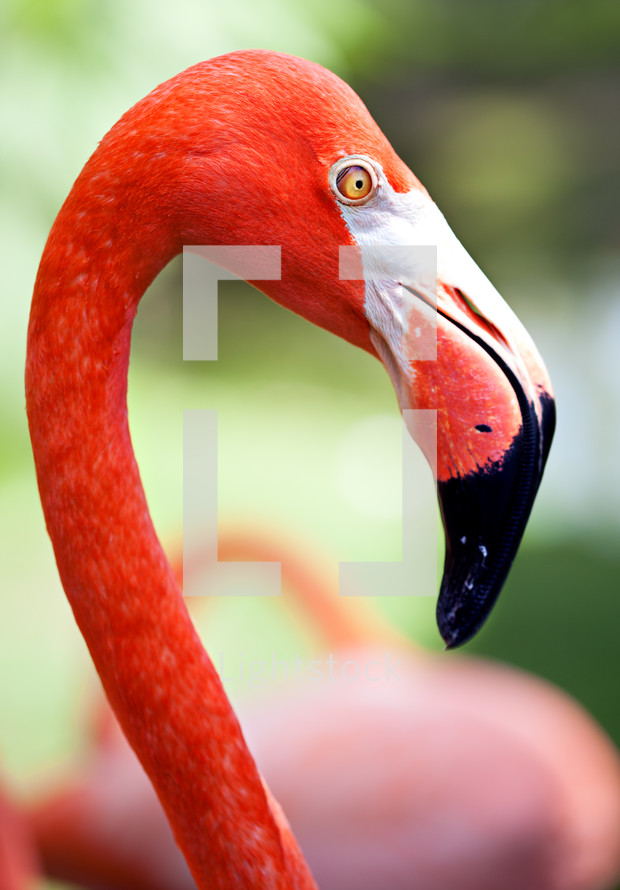 Profile of American flamingo with its long neck and beak