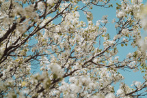 spring blossoms on tree branches 