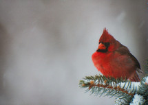 red male cardinal in a tree