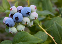 Blueberries on a branch.