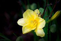 yellow daylily 