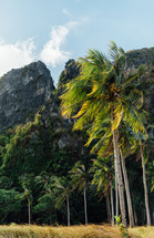 palm trees on Palawan Islands, Philippines 