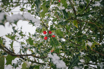 snow on holly branches 