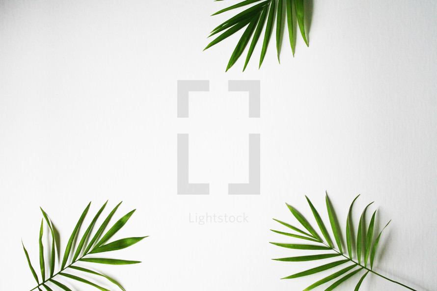 palm fronds on a white background 