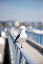 seagull on a pier 