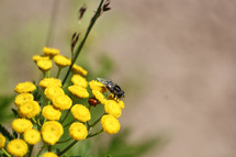fly on yellow flowers 