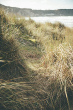 dune grasses 