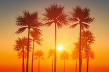 palm trees at sunset 