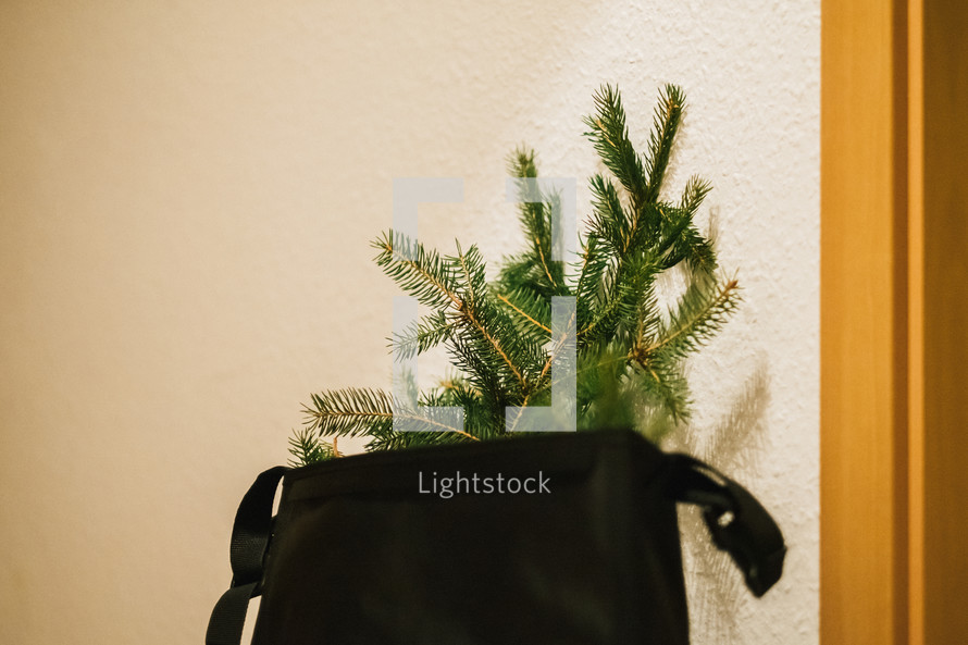 small Christmas tree in a bag 