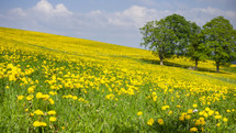meadow of yellow flowers 