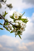 spring pear blossoms 