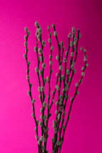 branches against a pink background 