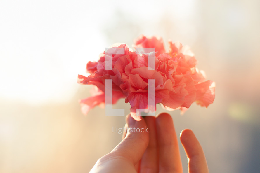 hand holding a pink carnation 