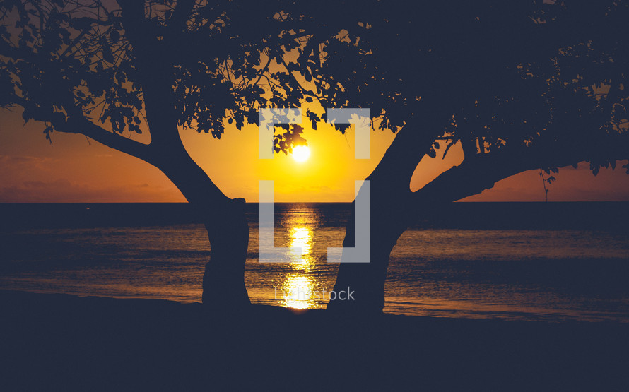 silhouette of a tree and sunset over the ocean 