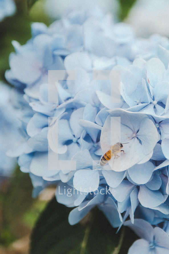 a bee on blue hydrangeas 