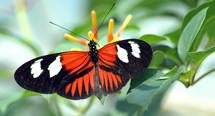 black and red butterfly 