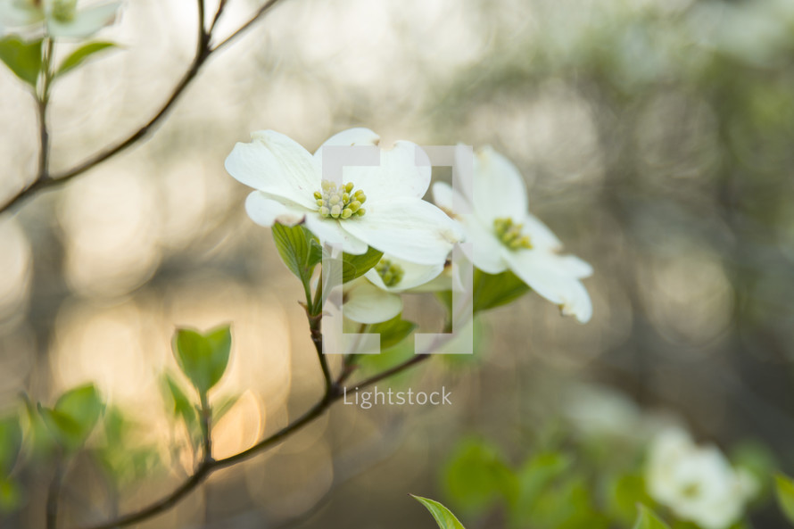a spring dogwood flower on a tree