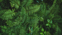 green ferns 